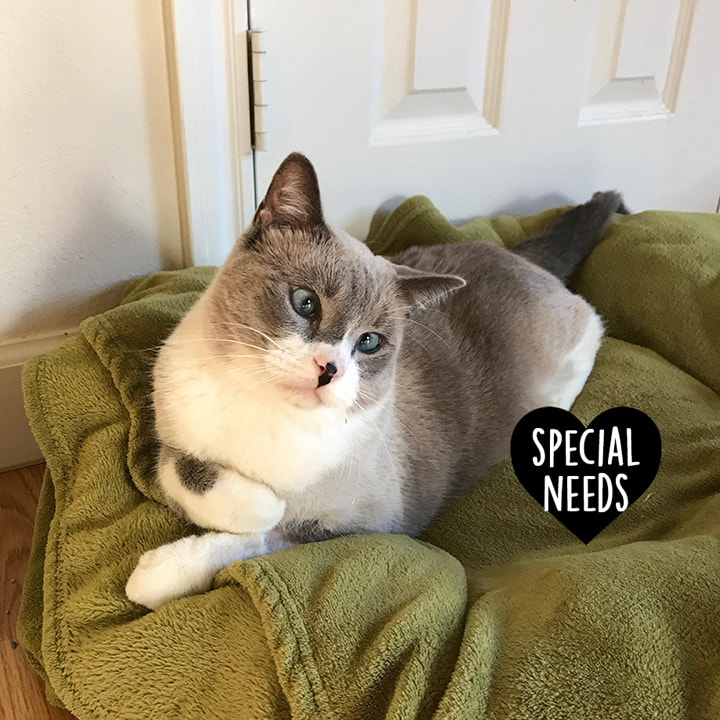 Special Needs Cats The Cat's Meow Rescue