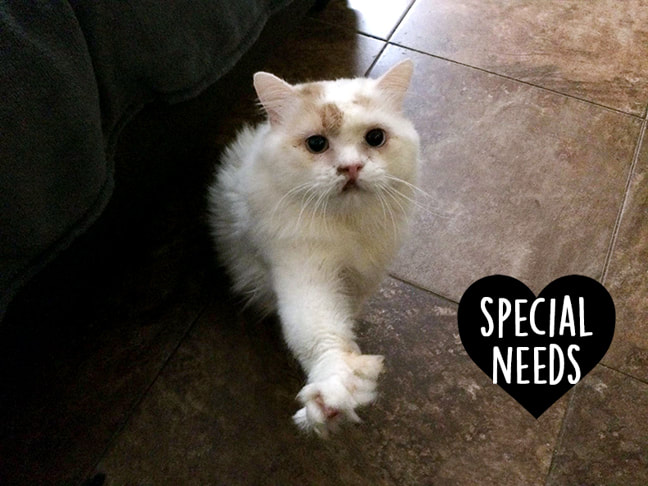 Special Needs Cats - The Cat's Meow Rescue