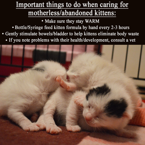 how to take care of baby kittens with their mother