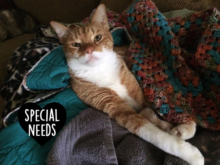 Special Needs Cats The Cat's Meow Rescue
