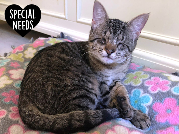 Special Needs Cats: Needing Rescued Or Adopted