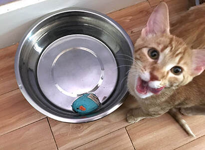 Why does my cat always put his toys in his food bowl? : r/cats
